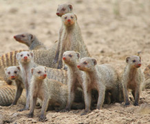 Banded mongoose_shutterstock main
