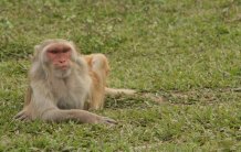 Macaque isolation