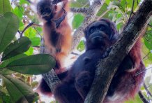 Orangutan gestures