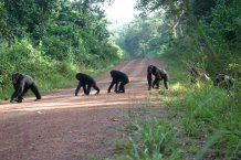 Newswise: web_chimps_crossing_road_rh_218xfree.jpg