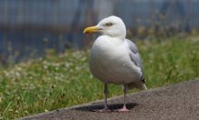 (Sea) gull