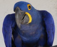 Curious macaw