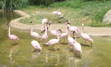 Flamingos zoo