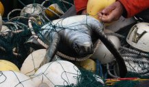 Green turtle bycatch