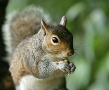 GreySquirrel_Shutterstock main