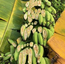 Bananas in Java, Indonesia, infected by the fungal pathogen Fusarium oxysporum f.sp. cubense, causal agent of Fusarium Wilt. Image courtesy Clare Thatcher